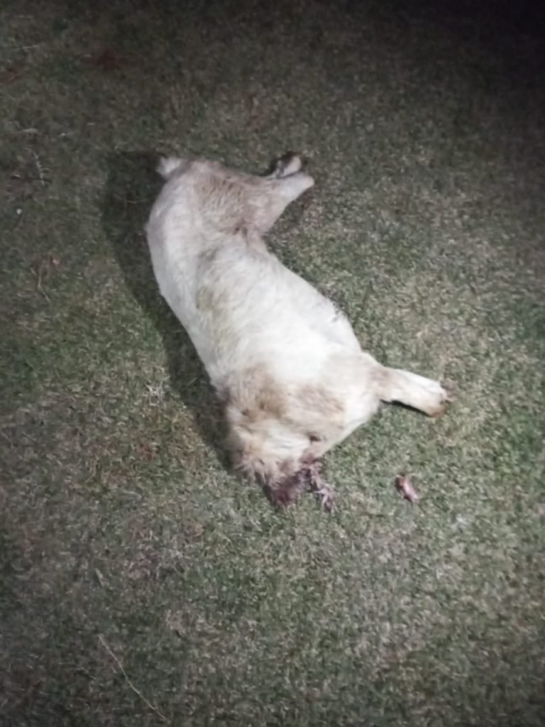 URGENTE! Cachorro é morto e esquartejado em possível ritual de magia negra em Ponta Porã 2