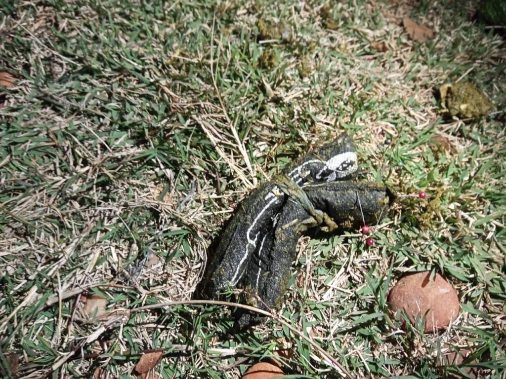 URGENTE! Cachorro é morto e esquartejado em possível ritual de magia negra em Ponta Porã 1