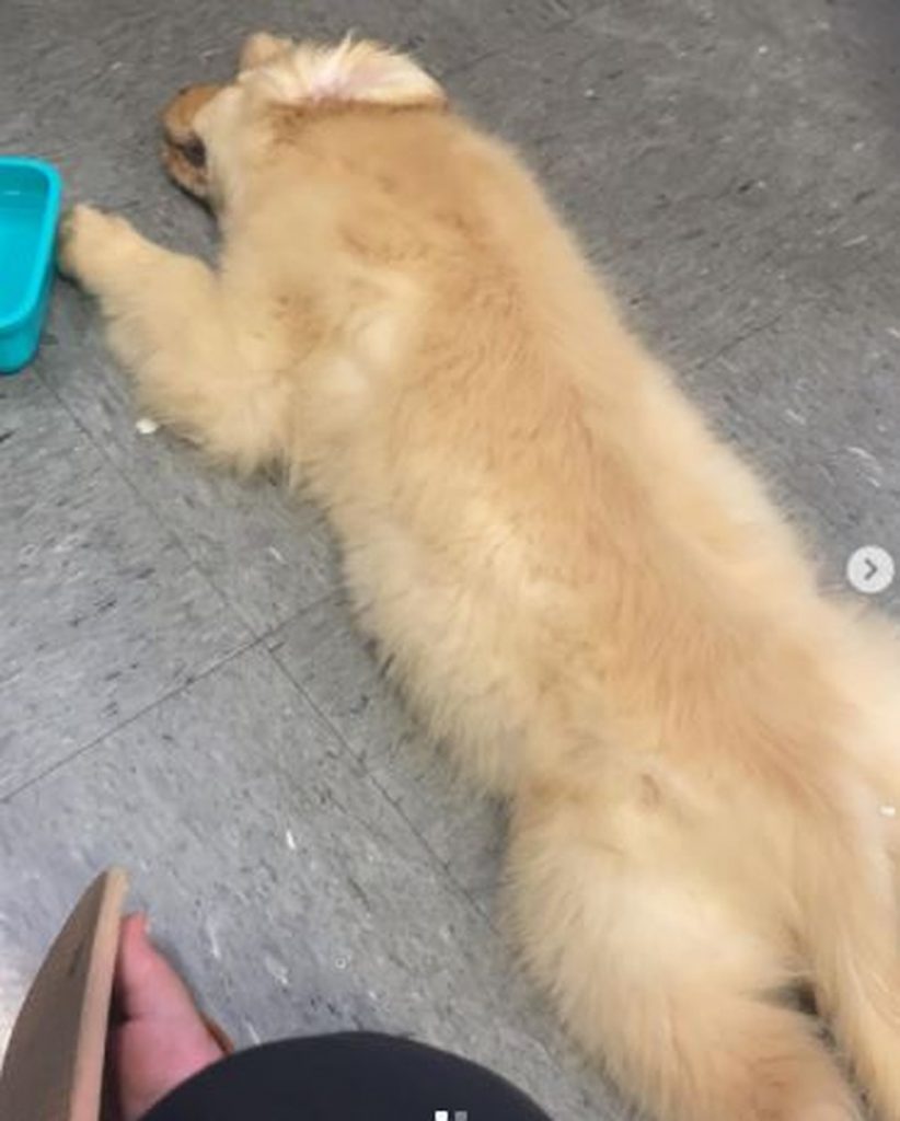 Cachorro morre após voo, e dona culpa a companhia aérea