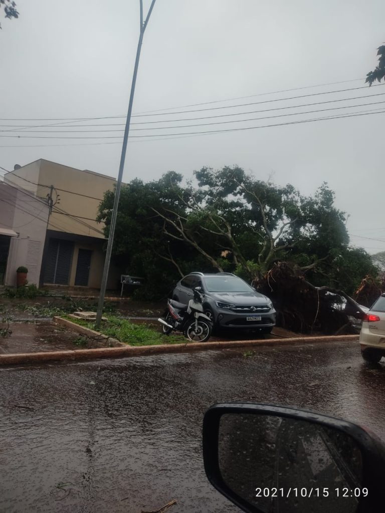 Temporal causa estragos, derruba árvores e arranca telhado em Ponta Porã 3