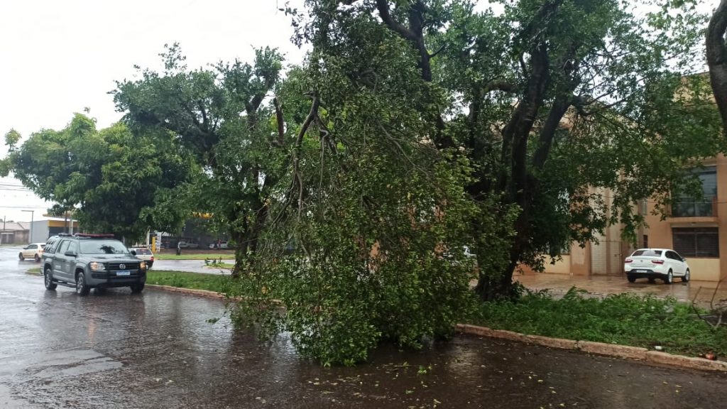 Temporal causa estragos, derruba árvores e arranca telhado em Ponta Porã 2