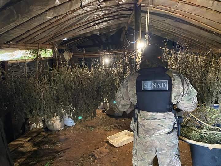 Policia Paraguaia desmonta um laboratório de produção de maconha tipo SKUNK no bairro Piray de Amambay 1