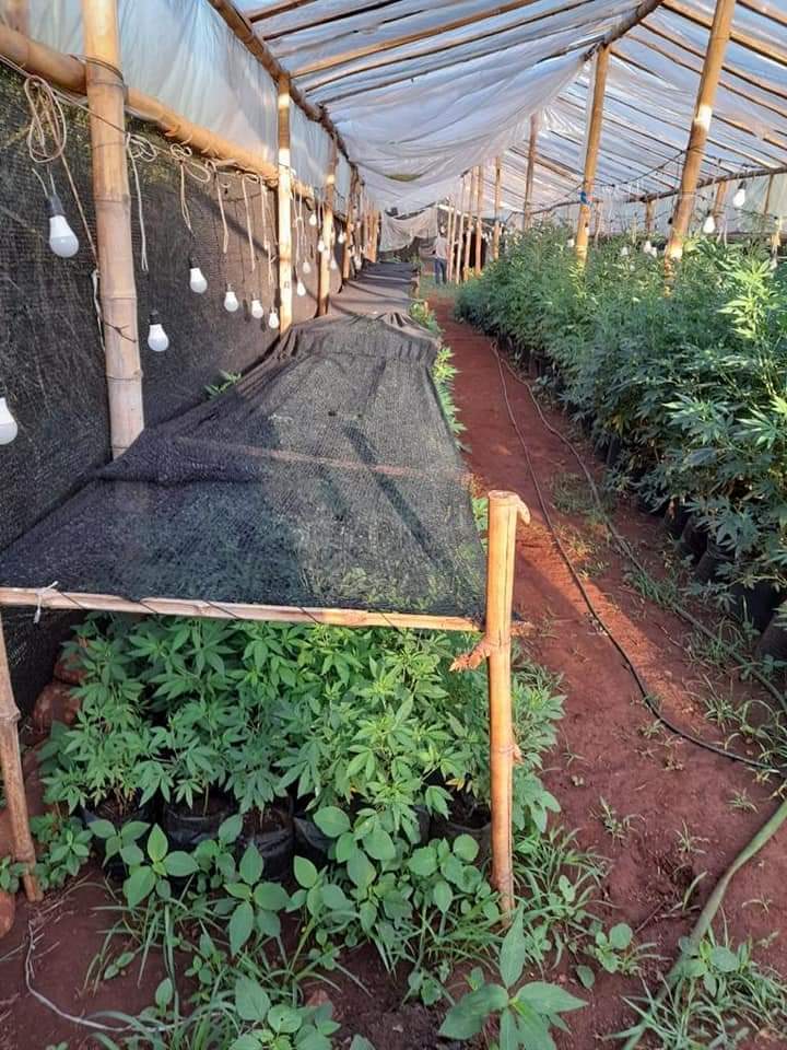 Policia Paraguaia desmonta um laboratório de produção de maconha tipo SKUNK no bairro Piray de Amambay