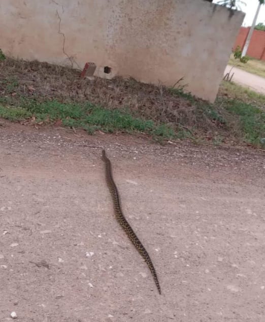 Polícia Militar Ambiental captura duas sucuris em cidade do MS Polícia Militar Ambiental captura duas sucuris em cidade do MS