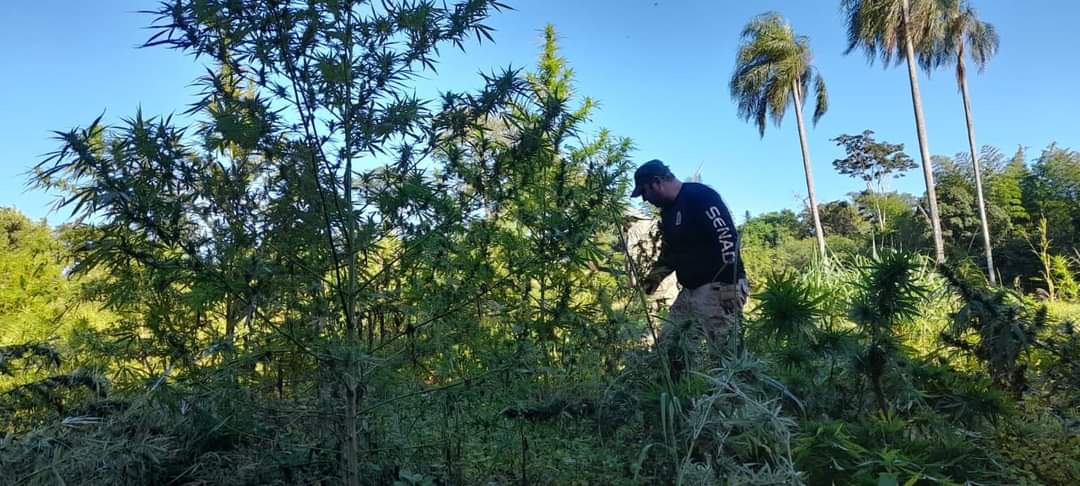 Operação Nova Aliança apreende toneladas de maconha na região de fronteira 2
