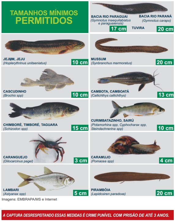 Pesca está liberada com limite de tamanho de peixe e restrição de rios; confira cartilha 1