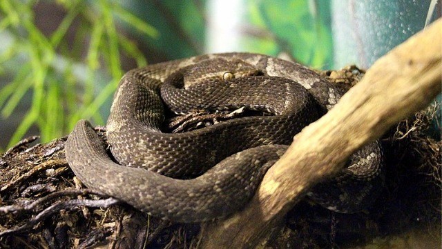 Quais são as cobras mais venenosas do brasil?
