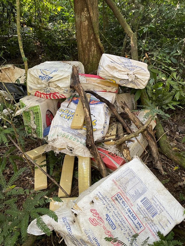 Operação da SENAD resulta na destruição de plantação de maconha e acampamentos clandestinos