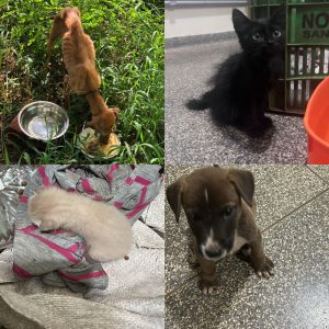 Polícia Civil recupera motocicleta furtada e resgate de animais maltratados em Ponta Porã 1