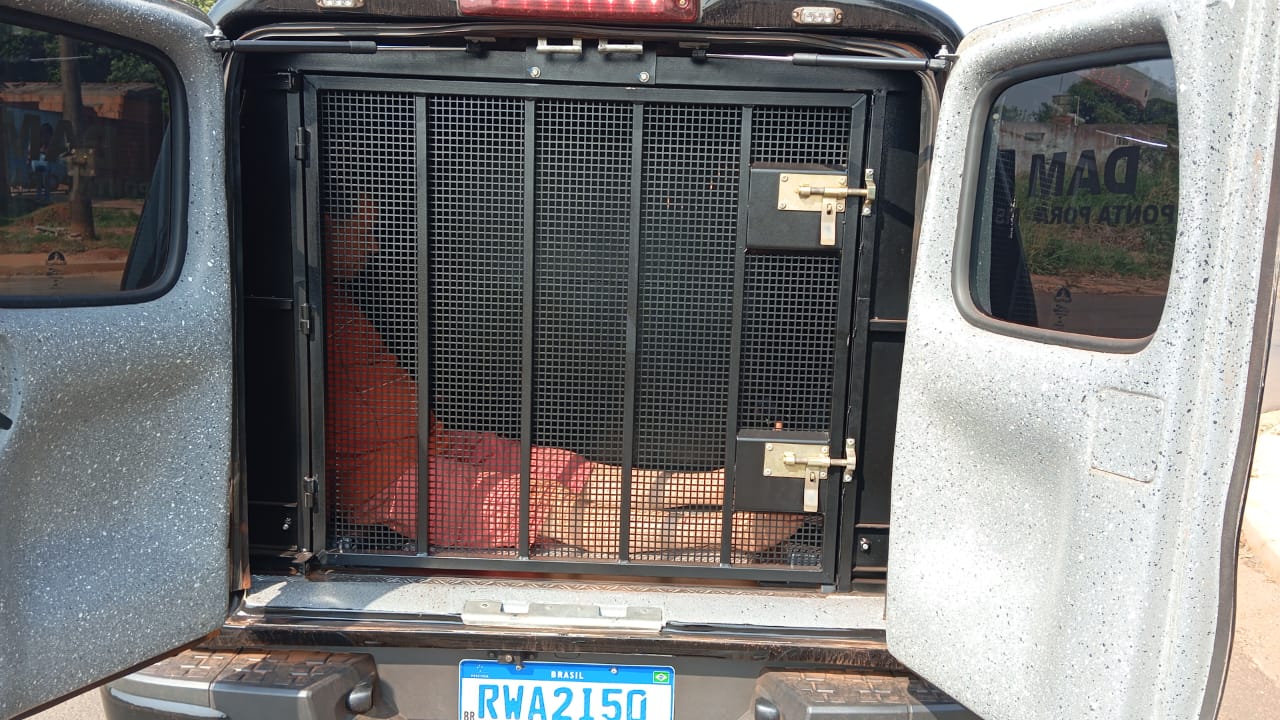 Operação da Polícia Civil em Ponta Porã: Suspeito de Estupro de Vulnerável é Preso