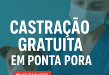 Prefeitura abre agendamento para castração gratuita de cães e gatos em Ponta Porã