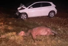 Na BR-060, carro colide com anta e animal morre em MS