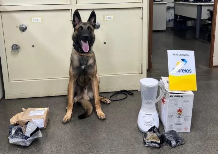 dorgas-correios-cao-farejador-pontaporams