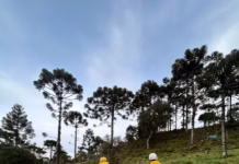 Destroços do helicóptero com o cantor Rick encontrados em Santa Catarina