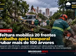 Equipes trabalham após temporal derrubar mais de 100 árvores em Campo Grande